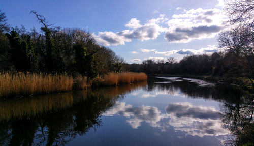 Reflection of trees in calm lake