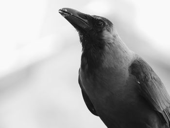 Close-up of bird