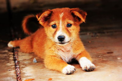 Close-up portrait of dog sitting on floor