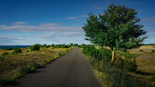 Empty road amidst trees on field against sky