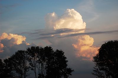 Low angle view of tree against sky during sunset