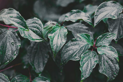 Close-up of wet plant leaves