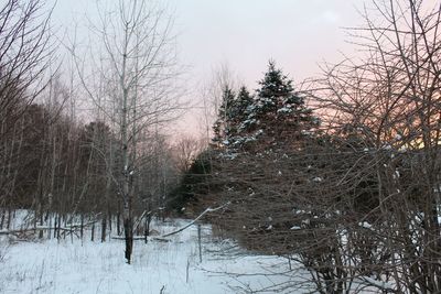 Bare trees on snow covered land