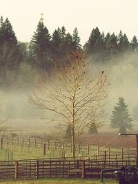 Trees in foggy weather