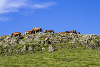 Wild horses on top of a hill