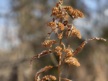 Close-up of flowering plant