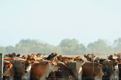 Cows on landscape against clear sky