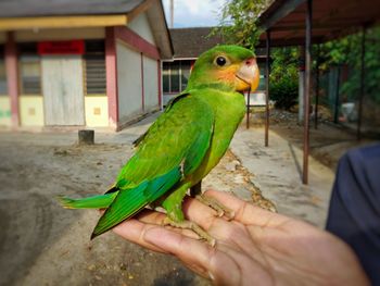 Cropped image of hand feeding parrot