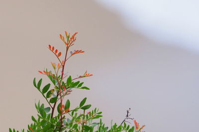 Close-up of flowering plant against sky