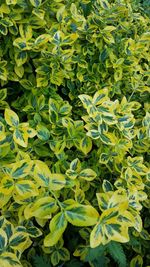 High angle view of plants growing on field