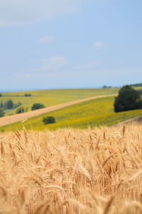 Scenic view of agricultural field against sky