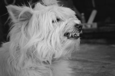 Close-up of dog looking away