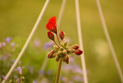 Close-up of red flowering plant