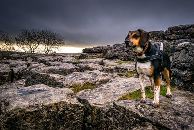 Dog standing on landscape