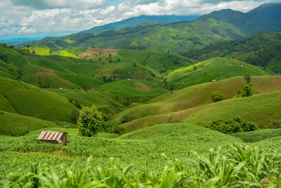 Scenic view of agricultural field