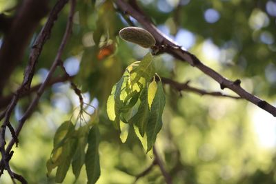 Close-up of fruit growing on tree