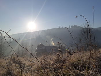 Plants growing on land against bright sun