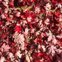 Full frame shot of red abstract background