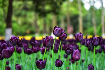 Close-up of purple flowers in field