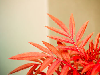 Close-up of red leaves on plant