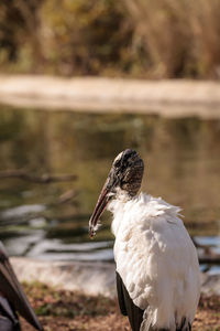 Wood stork mycteria americana stands in a marsh at corkscrew swamp sanctuary of naples, florida