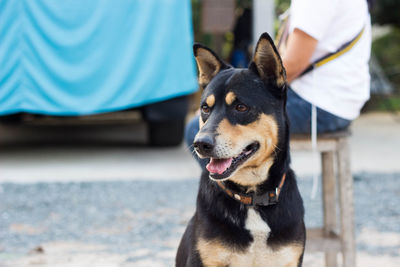 Dog standing outdoors