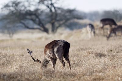 Stag grazing in the wild