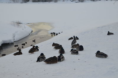 High angle view of ducks on snow covered land umea city during winter