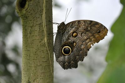 Close-up of butterfly on tree trunk