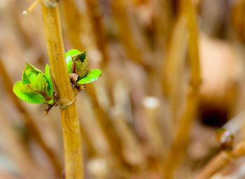 Close-up of a flowering plant