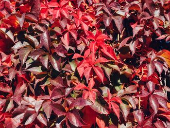 Full frame shot of red maple leaves