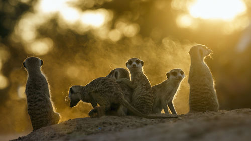 Meerkats family