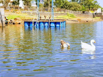 Swans swimming in lake