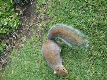 High angle view of dog on field