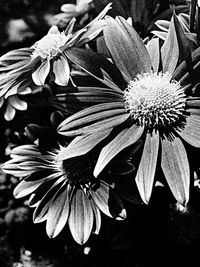 Close-up of flowers