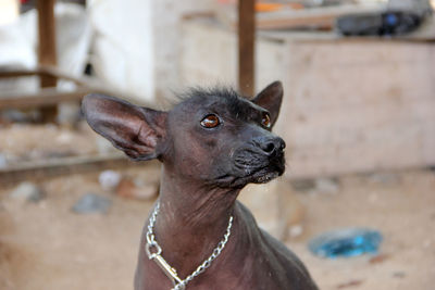 Close-up portrait of an animal