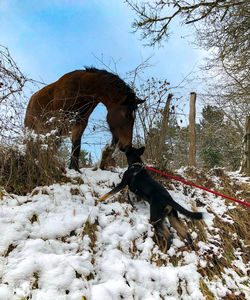 View of dog on snow covered land