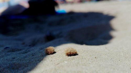 Shadow on sandy beach
