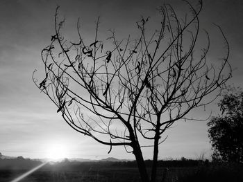 Low angle view of silhouette bare tree on field against sky at sunset