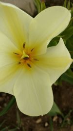 Close-up of day lily blooming outdoors