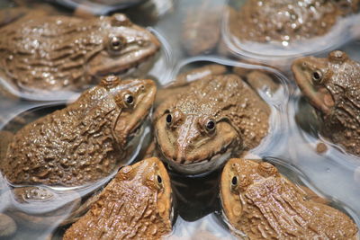 High angle view of crab for sale