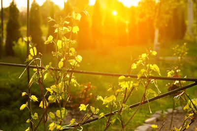 In a vibrant vineyard, a ripe green grape plant thrives, showcasing its natural growth and sweet