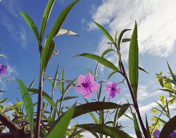 Close-up of pink flowering plants against sky