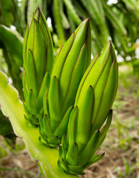 Close-up of green plant on field