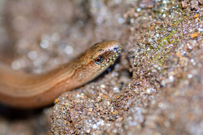 Head one a brown blindworm. anguis fragilis 