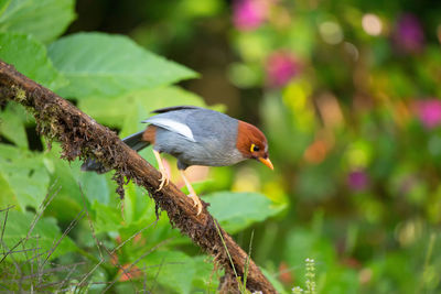 Close-up of bird perching on branch