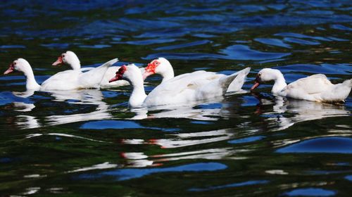 Swans swimming in lake