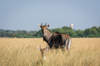 Side view of horse on field