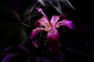 Close-up of wilted flower against black background