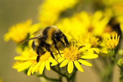 Close-up of bumblebee pollinating on yellow daisies